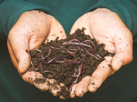 Cupped hands hold damp soil full of wriggling earthworms against a teal shirt background.