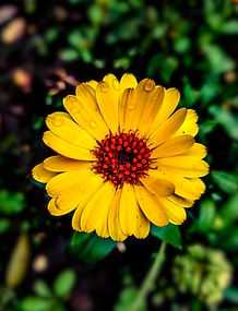 Die Ringelblume in unserem Garten