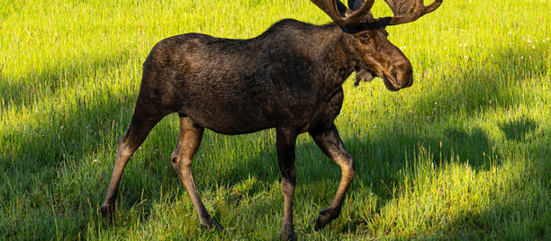 Two moose found shot and abandoned near Humber Arm South