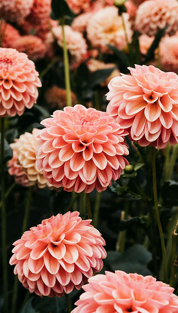 Wildblumen auf einer Wiese als Symbol für Wachstum und Verbundenheit.