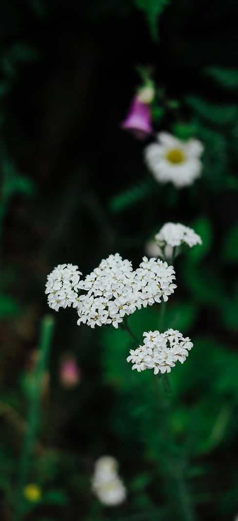 Image by Sia Ray