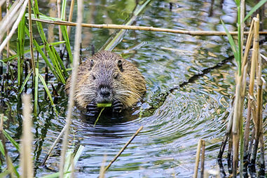 A bever sits in the water chewing on a leaf