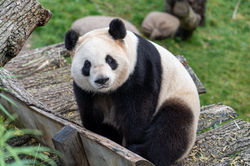 CINA E PANDA
