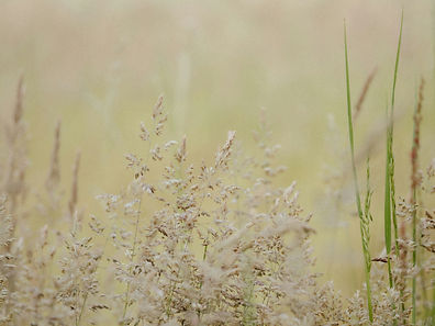 Image by Annie Spratt