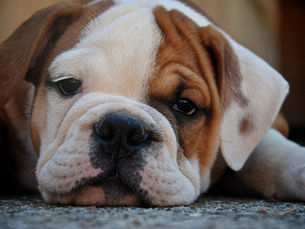 Are You Creating Stress in Your Puppy?