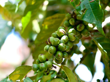 Image by Kayla Farmer