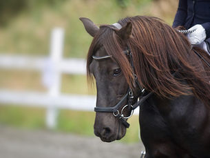 Riding with Confidence - Hypnotherapy for equestrians 