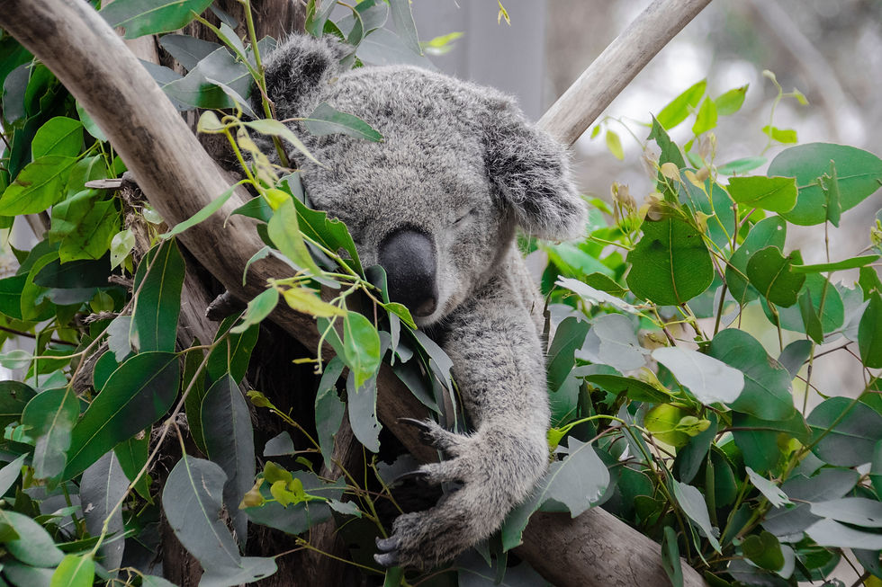 Shh...not a fart...I´m having a koala nap...(Photo: Tarryn Myburgh on Unsplash)
