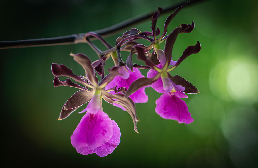 orchidée