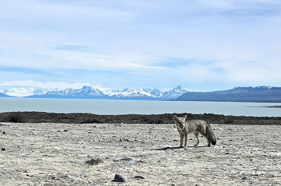 A grey fox stands on rocky terrain with snowy mountains and a lake in the background under a blue sky, creating a serene scene. El Calafate