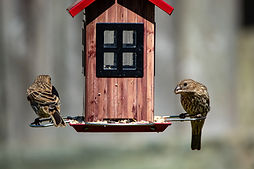 Birds Eating Seed from a Bird Feeder