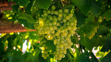 An Explosion of Aroma: 2020 Screen Door Cellars Chardonnay