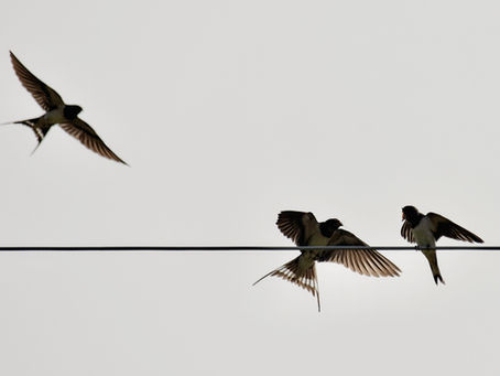 Swallows landing on a wire