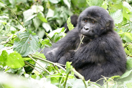 New Gorilla Trekking families in Uganda