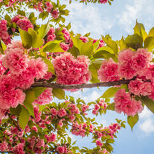 Laragh Glendalough Notes Week Beg 15th May 2023