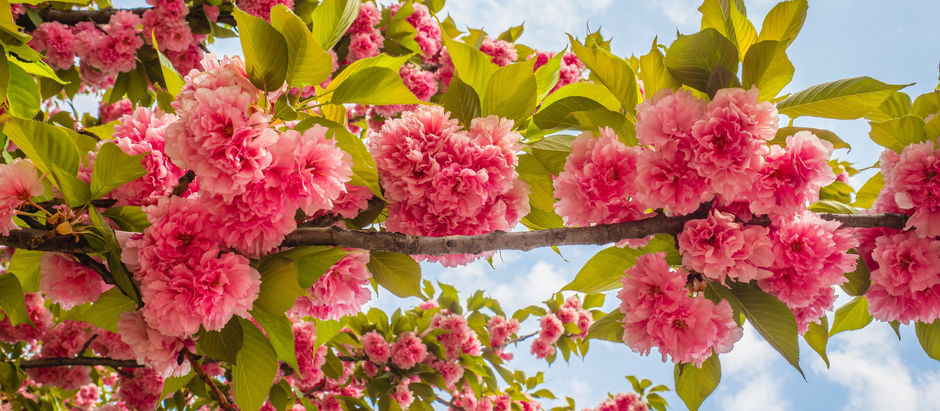 PARISH NEWS - 9 May 2021