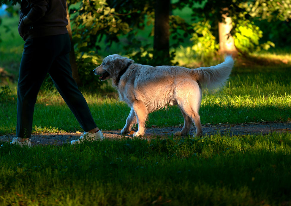 The Glen and local walking spots
