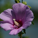 Image of flower by Julie Blake Edison
