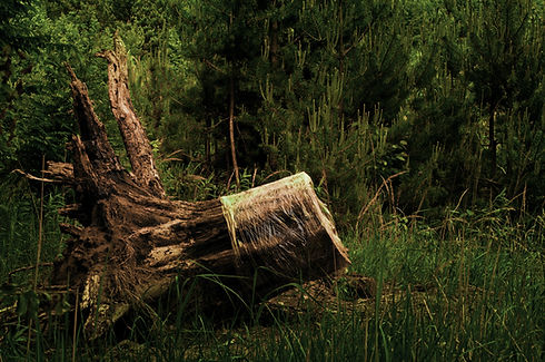 Image by Viktor Talashuk