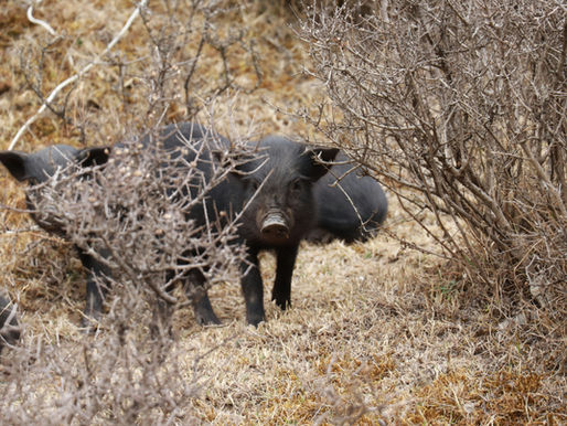 Wild Hogs