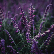 Image by Tim Mossholder