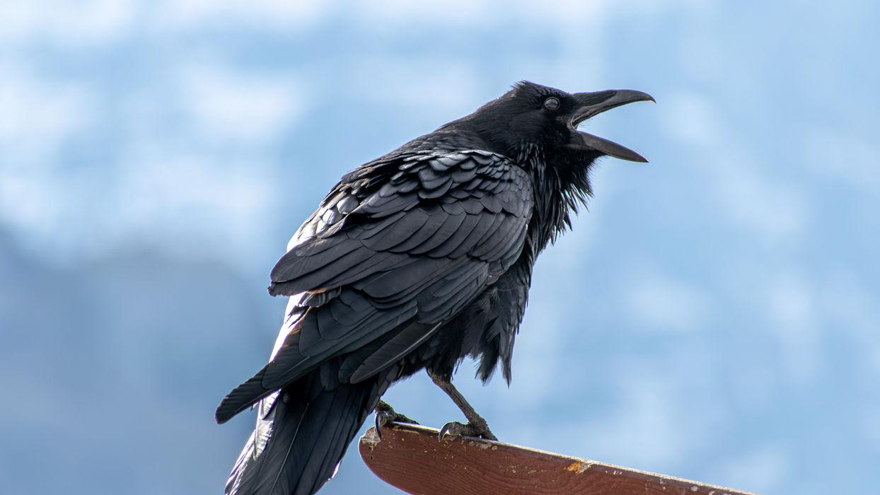 raven sitting on a chair