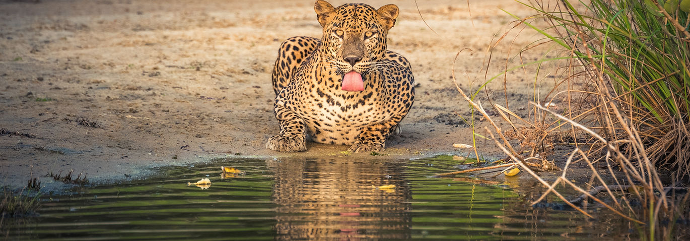 leopard drinking water and facing camera, photo by Udara Karunarathna - to illustrate Tuk Tuk Sri Lanka adventure tour with PeterPanPlanet