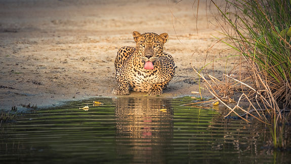 Image by Udara Karunarathna