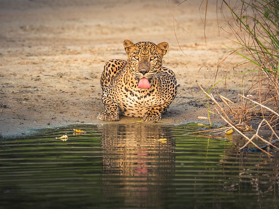Image by Udara Karunarathna