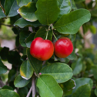 Barbados Cherry
