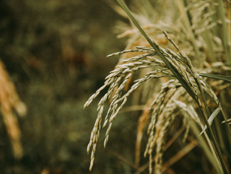 Experiências de genética com variantes de arroz - Projeto ITQB