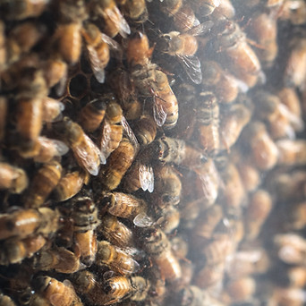 Image by Meggyn Pomerleau