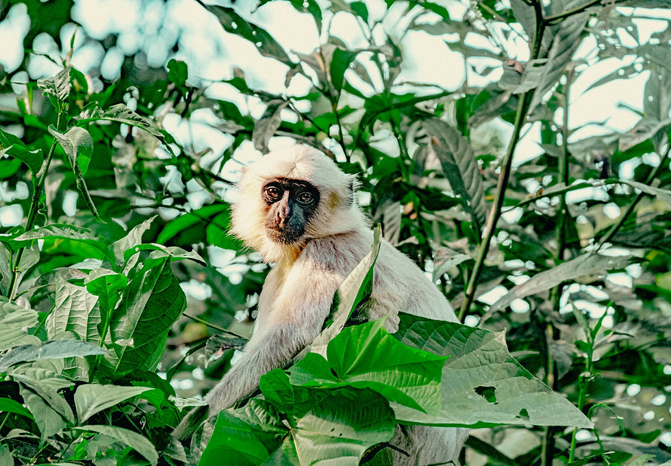 Image by Daniele Franchi