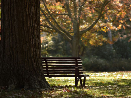 A park bench basking in autumn trees