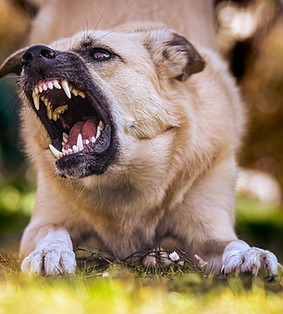 Hundetraining für Hunde mit Aggression in Berlin