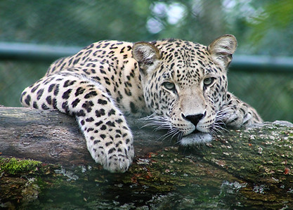 Image by Gwen Weustink