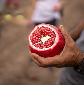 Fresh Pomegranate