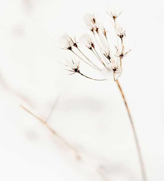 Image by laura adai
