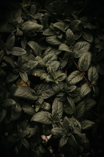 Image by Gary Scott