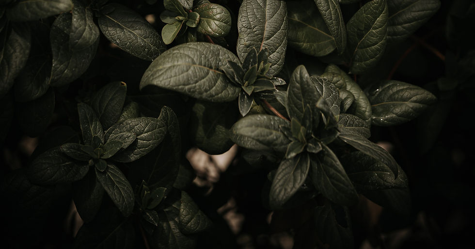 Dark green leaves showing the growth possible with women's counselling in Waterloo Ontario