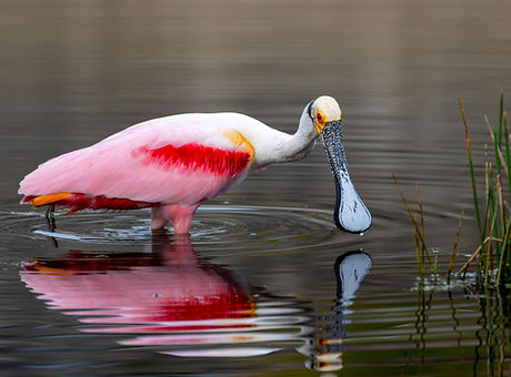 Image by Joseph Corl