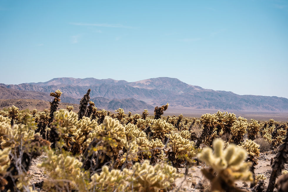 cholla cactus garden with mountains in the background