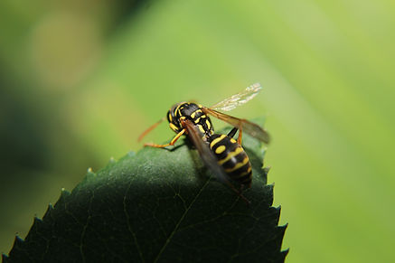 Pest control in Spanish Fork