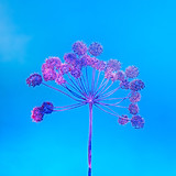 Image by Marek Piwnicki