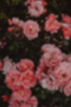 Pink Roses