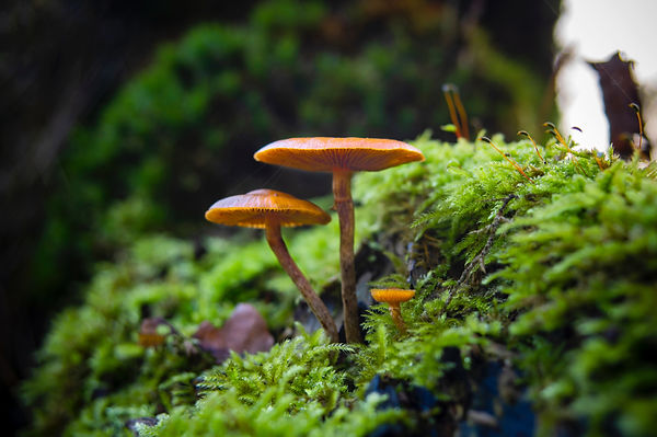 Image by Lucas van Oort