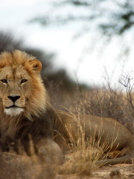 Even the kings sit on their bums - living a passionate ordinary life.