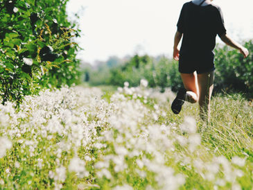 Sob o Pé de Carambola