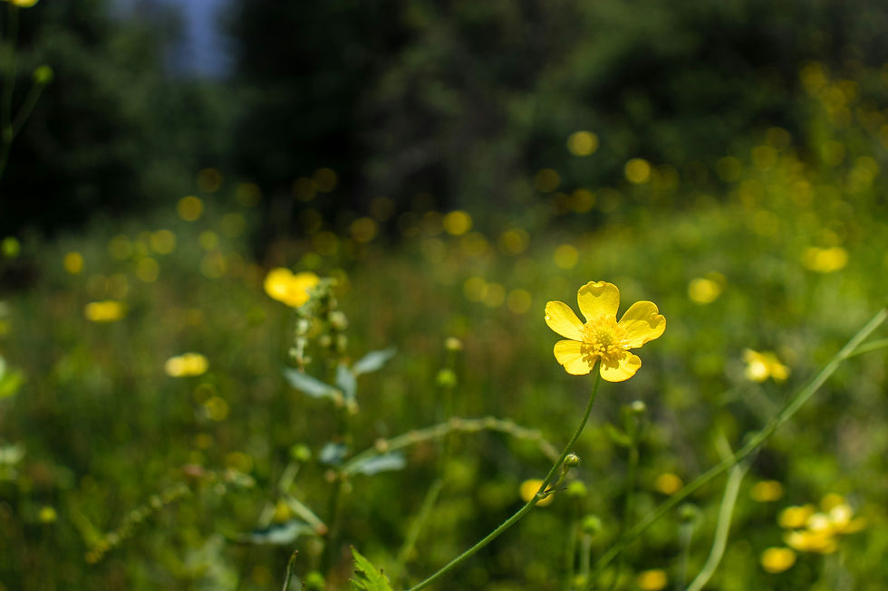 10.00 / ca. 2 Stunden Wanderung