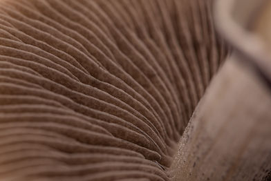Image by Christopher Ott